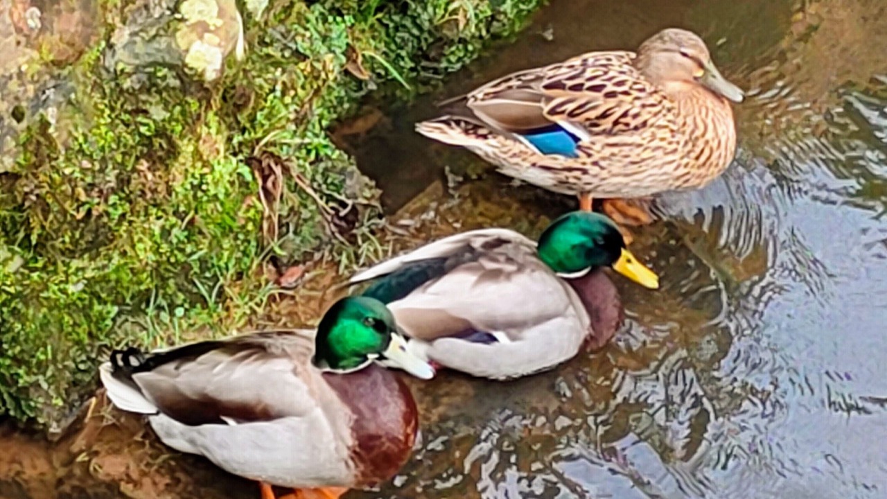 Photo of Outdoor in Balloch